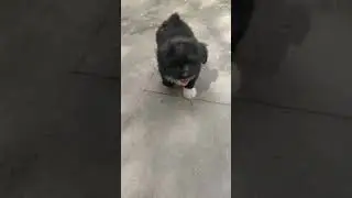 Lhasa Apso Puppy training