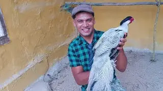 Live falando sobre as aves galinhas Pato Peru fais&atilde;o e pav&otilde;es venha ver se inscreva no canal