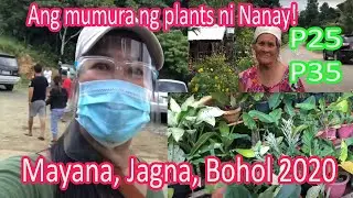 Plant hunting in Mayana, Jagna, Bohol the peak of Bohol!