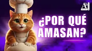&iquest;Por qu&eacute; los gatos amasan? 😺 La verdad sobre este gesto de cari&ntilde;o