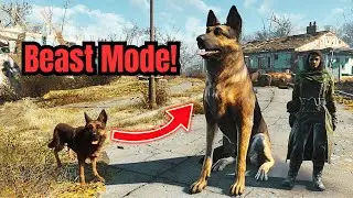 All You Need To Know About DOGMEAT To Make Him a BEAST! - Fallout 4 Guide