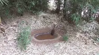 Lemur Park Madagascar - Парк лемурів Мадагаскар