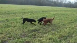 Kong Wubba Tugga Ballistic Freunde Welpenspielzeug | HUND-unterwegs.de