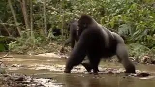 CLASH OF THE TITANS: GORILLA VS CROCODILE #crocodile #vs #gorilla #viral #video