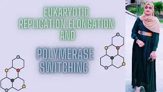 DNA replication elongation in EUKARYOTES | polymerase switching | eukaryotic replication elongation