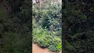 Endemic Birds/Area/Worlds End/Nuwara Eliya/Amazing Travel/