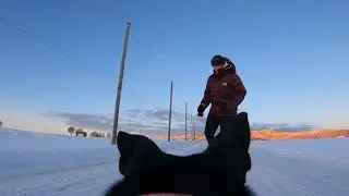 Gopro hero 9 on a dog
