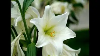 Spring and Easter Plants