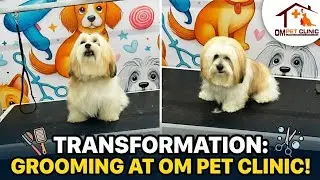 Just got my haircut at Om Pet Clinic&hellip; and wow, I look so fresh even my tail started flirting 🤭🐶✂️ 