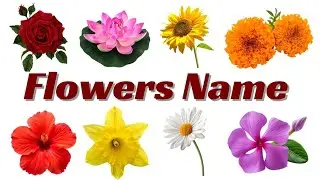 20 Beautiful Flowers Name in English | Learn Flower Names for Kids | English Vocabulary For Kids