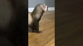 I Shocked My Ferret With This Audio&hellip;