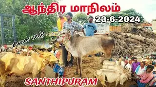 santhipuram Weekly sunday sheep Cow market Andhra Pradesh ஆந்திர மாநிலம் சாந்திபுரம் மாட்டு சந்தை