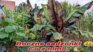 Jak zimować mniejsze, średnie bananowce w domu,  pomieszczeniu itp. Do kiedy trzymać je na dworze.