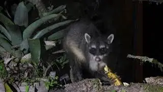 Procyon cancrivorus -  єнот ракоїд (ракун ракоїд ) - crab-eating raccoon