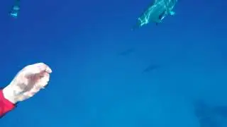 Big Island Swim with Dolphin