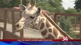 Tajiri the giraffe leaving Animal Adventure Park