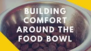Building Comfort Around Your Dogs Food Bowl
