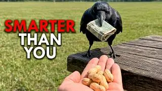 Why Crows Are Dangerously Smart