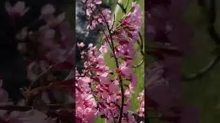 Весна в Будапеште #энергопрактики