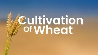 The Cultivation of Wheat | Short Documentary