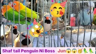 Vlog483 Quality Finches Ni Boss Jun😱🦜🥳✨🦜Dito Malabon Pet Market 😊🦜
