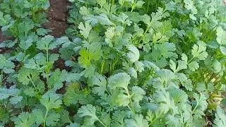 ધાણા #agritube​ #farming​ #agriculture​ #dhaniyakikheti​ #corianderfarming​