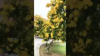 Yellow Elder #Thong Urai#GoldentFlower