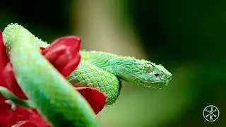 4k ultra legend videos animals ? 