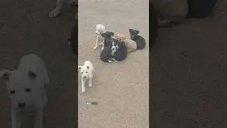 Cute dog baby🐶#Shorts Video..