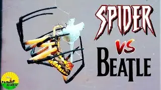 Yellow Garden Spider vs Japanese Beetle - AMAZING