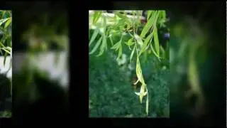 Weeping Willow: Millbrae.Patch.com