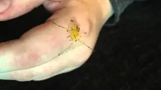 Holding my pet eight spotted crab spider