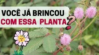Que planta é essa, Daniel? #DORMIDEIRA