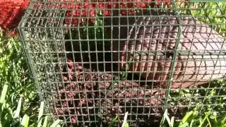 Armadillo Removal - Armadillo Control Fort Myers - Wild Things Wildlife Control
