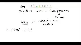 23. How are T lymphocytes activated? A. Release of histamine during the inflammatory process trigge&hellip;