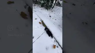 Remembering this winter #pets #ferret #ferretsplaying #shortvideo #winter #shorts #short #animals