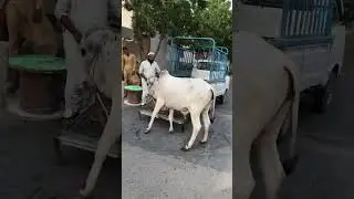 Angry bull cow unloading #unloadingcow #bakraeid2023 #karachi
