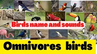 Birds name|Birds name in English |Birds name and sounds| Omnivores birds|Part 3