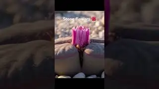 Stone 🌺 ! #ai #flowers #namibia #africa