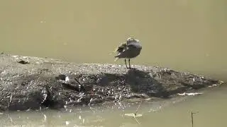 Common Sandpiper (
