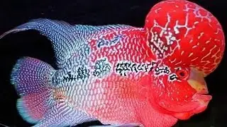 Flowerhorn fish treatment | Sick fish treatment | Flowerhorn fish disease treatment !!!