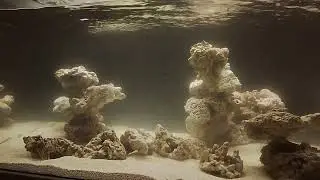 Mise en eau de mon bac avec des bact&eacute;ries Genesis Polyplab et pompe Tunze