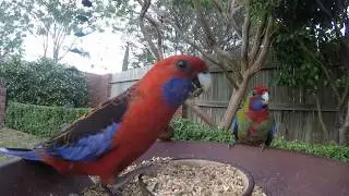 Young Crimson rosella - Backyard birds - Oz birds🐦🕊️🐔🦉 🦆🦅🦃🐤🐔 HD HD