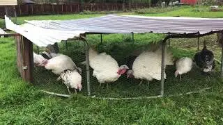 I built this!! Turkey Tractor Quick Update | The Poultry Gardener