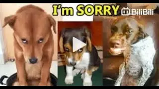 Funniest Guilty Dog Reactions Ever