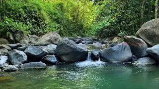 Calming Forest Ambience and Green Stream Flow for Deep Sleep, Meditation, Relaxation and Clarity