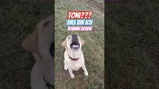 😂👍 Das muss man ihr ja lassen, f&uuml;r ein Leckerchen kommt sie sofort anged&uuml;st. #labradordog #labrador