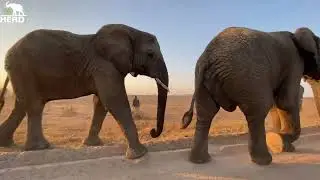 Walk With Elephants 🐘 Special Matriarch Tokwe 🐘 Pisa Has The Bulls’ Attention