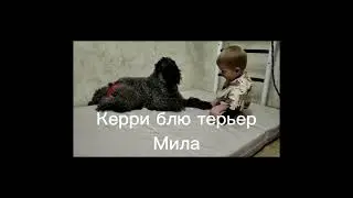 А ты меня любишь? Зубы чистила? А когти стригла? #керриблютерьер #аршкерримелодиялюбви