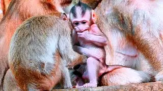 How So Cute! Baby Monkey Name Briar, The Son Of Brianna Monkey With Beautiful Actions